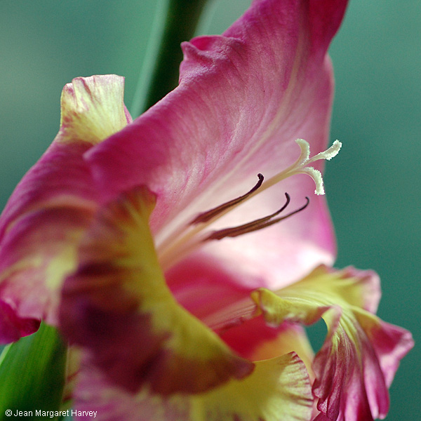 Flowers 17 - 18 - Flowers 17