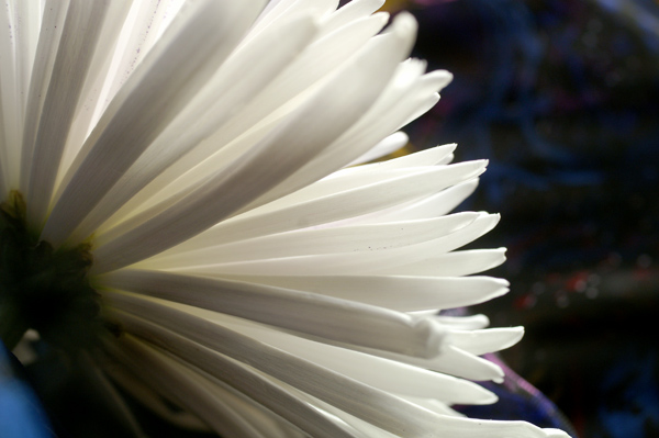 Flowers Set 2 - 04 - Flowers 02