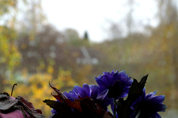 Flowers Set 05 - 03 - Flowers 05