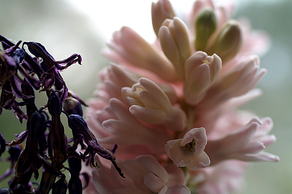 Flowers Set 12 - 26 - Flowers 12