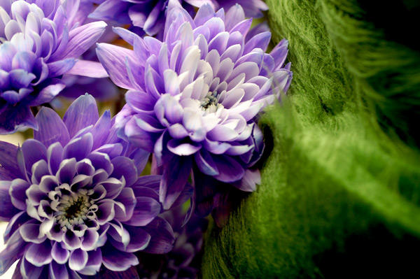 Flowers Set 2 - 14 - Flowers 02