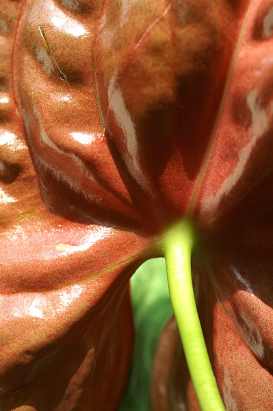Flowers Set 07 - 16 - Flowers 07