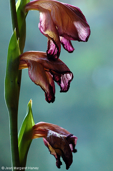 Flowers 17 - 20 - Flowers 17