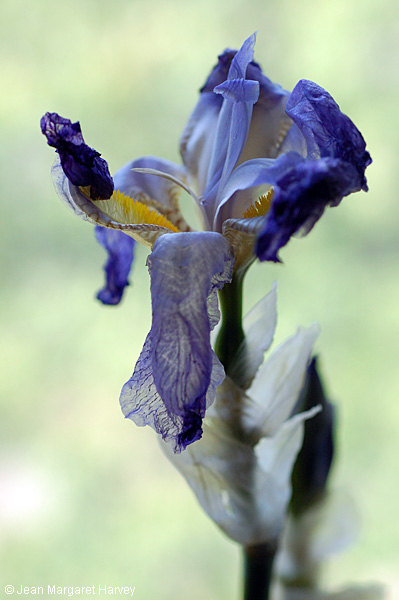 Flowers 17 - 08 - Flowers 17