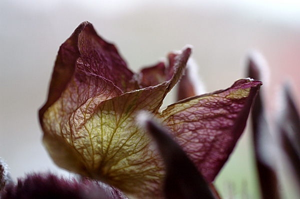 Flowers Set 11 - 35 - Flowers 11