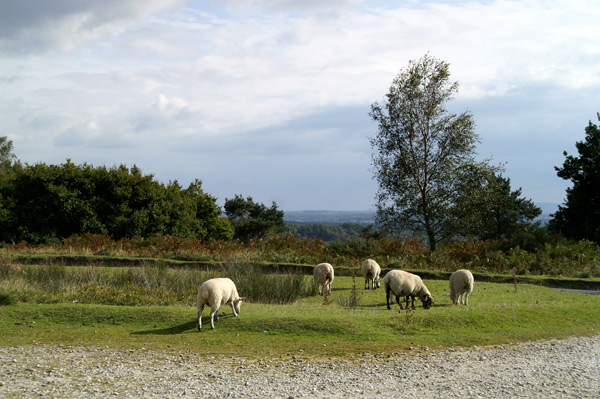 Ashdown Forest 01 - Ashdown Forest