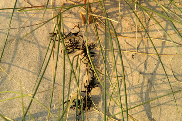 West Wittering - 35 - West Wittering