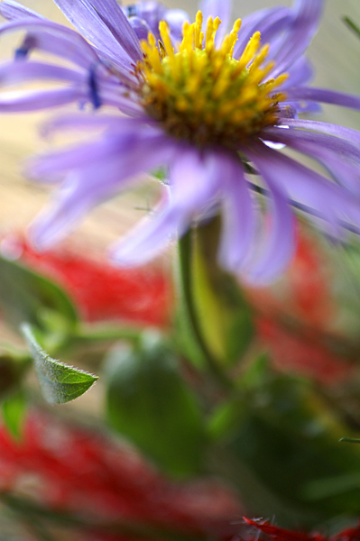 Flowers Set 10 - 14 - Flowers 10