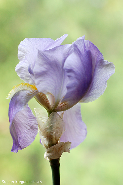 Flowers 17 - 04 - Flowers 17