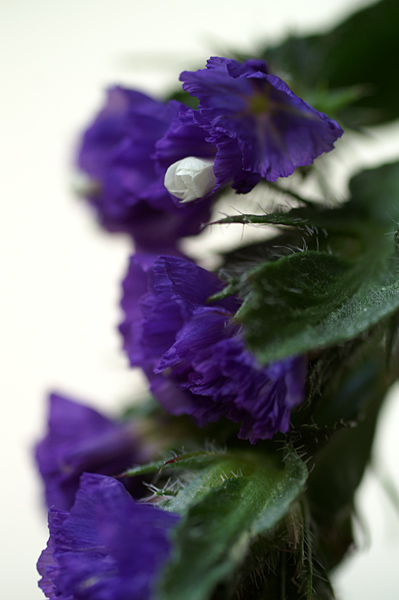 Flowers Set 12 - 01 - Flowers 12