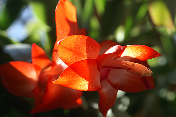 Flowers Set 12 - 34 - Flowers 12
