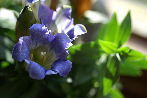 Flowers Set 13 - 39 - Flowers 13