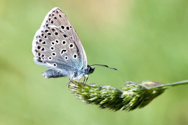 large blue butterfly phengaris arion