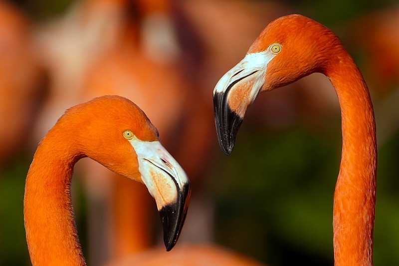 flamingo