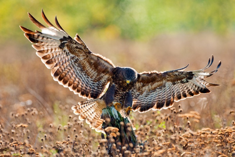 buzzard buteo buteo