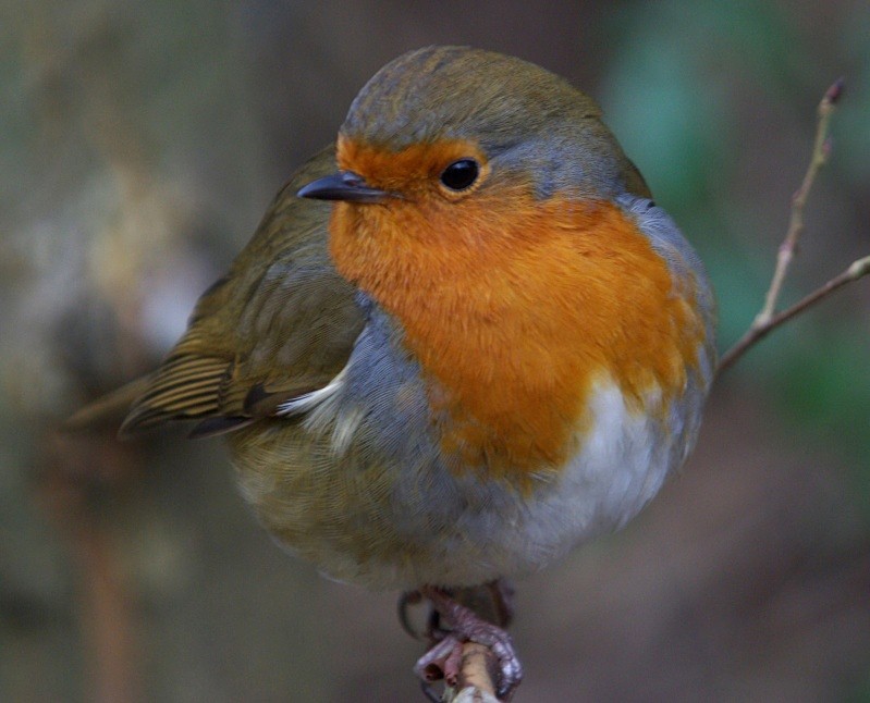 Very Tame Robin I, Hanningfield - Robins