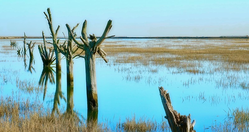 Magwitch trees ~ Tollesbury - Maldon and Local Environment