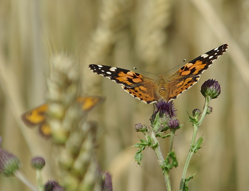 Painted Lady Butterfly  (8) - Numbers of last photo cards remaining.