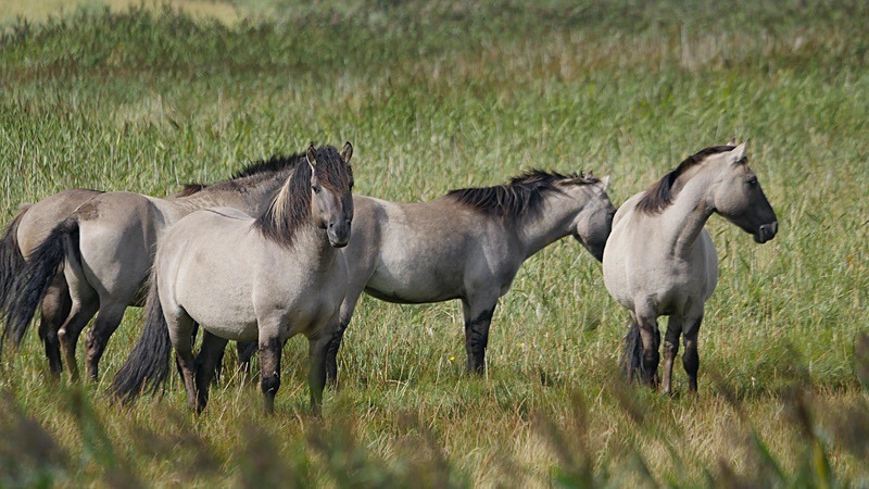 Konik ponies, Suffolk B&W - Suffolk Sojourns