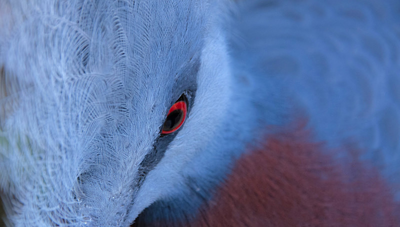 Victoria Crowned Pigeon - Fauna