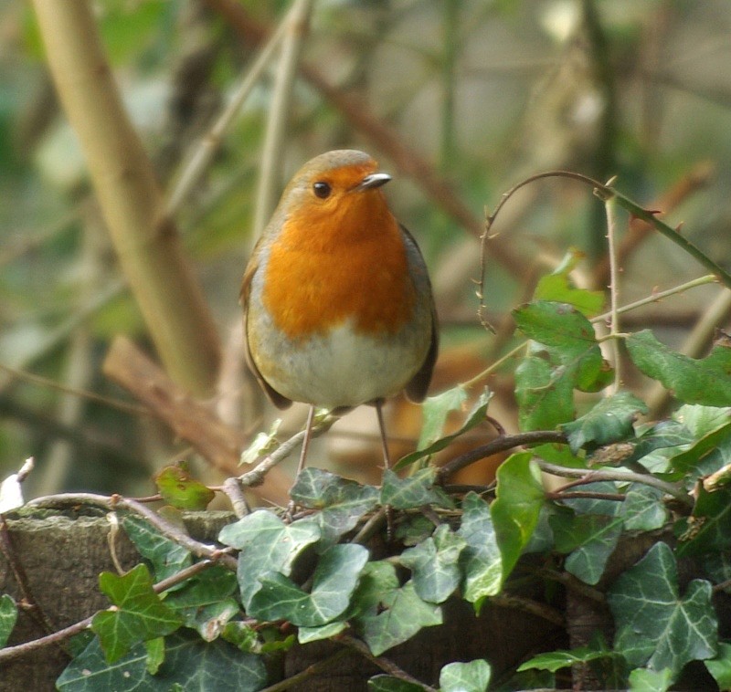 My First Robin Photo!