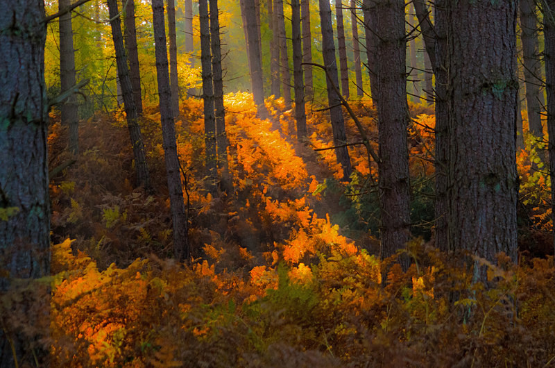 Woodland Sunbeams I - Woodland & Trees