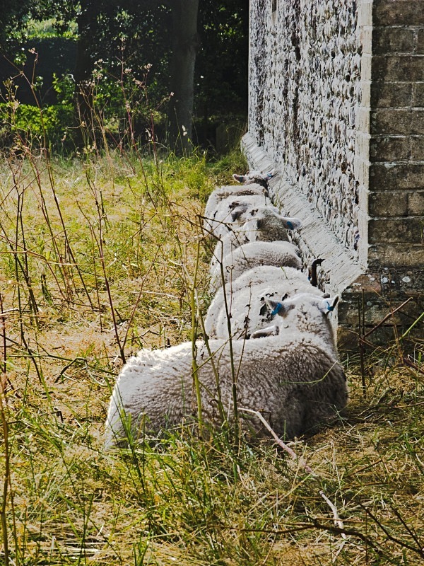 Buttress Sheep ~ Church yard ~ Dunwich - Suffolk Sojourns