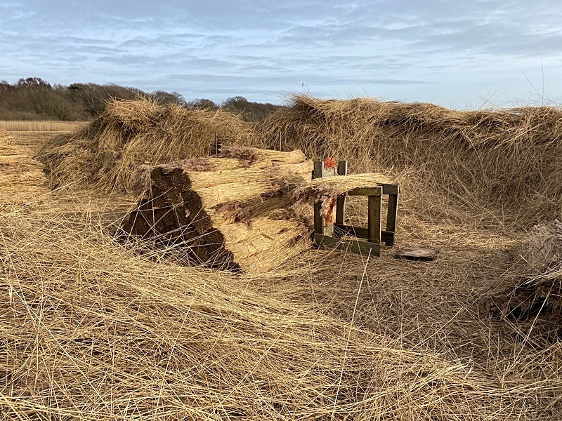 Reed Harvest ~ Suffolk 1 - New additions for 2023