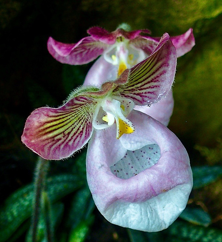 Orchid 2 - New additions for 2023
