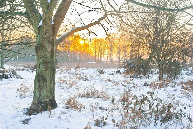Winter dawn - Tiptree Heath - Essex