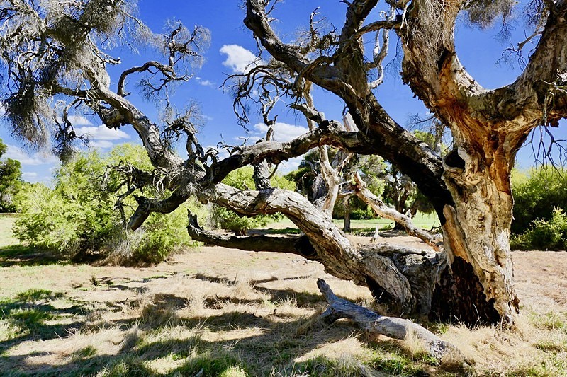 Paperwood Tree ~ W. Australia - Exhibition Gallery