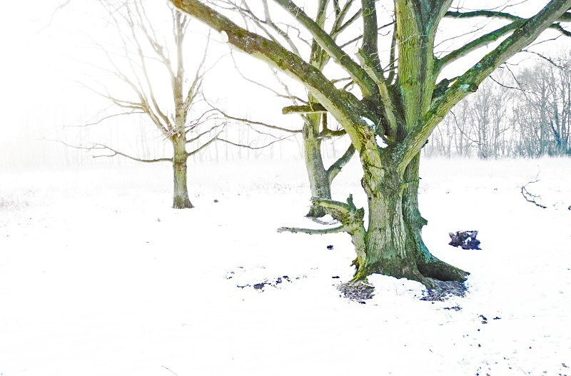 The 3 Trees Winter 1 - Tiptree Heath - Essex