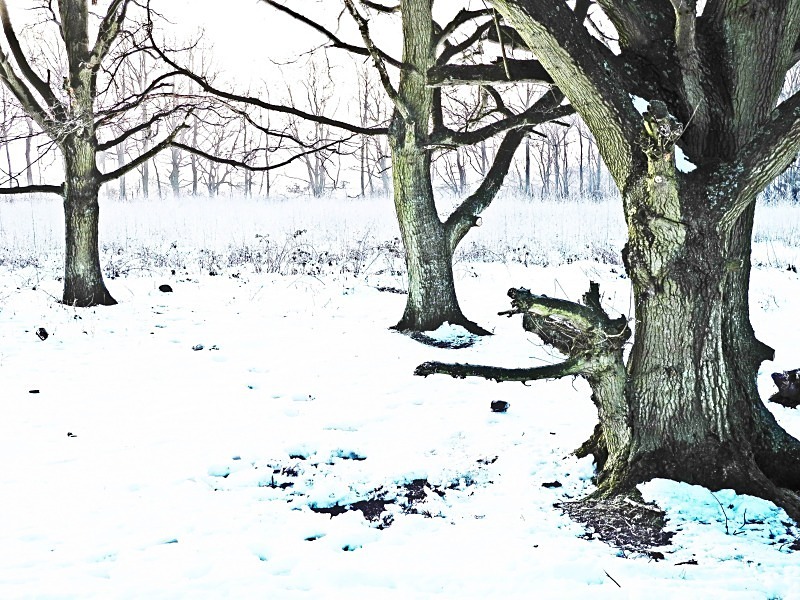 The Tree trees winter 2 - Tiptree Heath - Essex