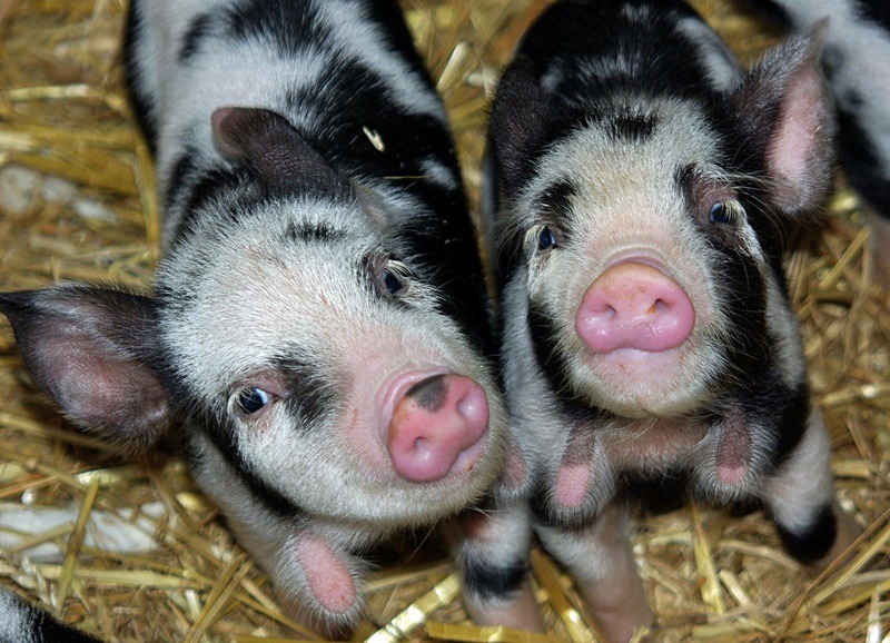 Anna's Piglets (13) - Numbers of last photo cards remaining.