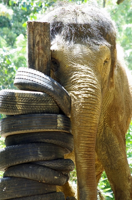 Scratch that itch! - Fauna