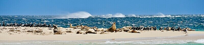 Sea Lions & Pied Cormorants I - W. Australia - Isolation Portfolio - Up load of recent and past un published work!