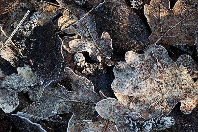 Frosted Leaf Detritus - Autumn