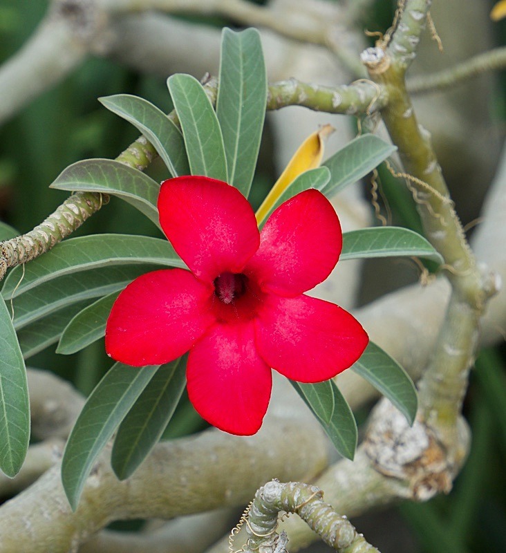Frangipani. (19) - Numbers of last photo cards remaining.