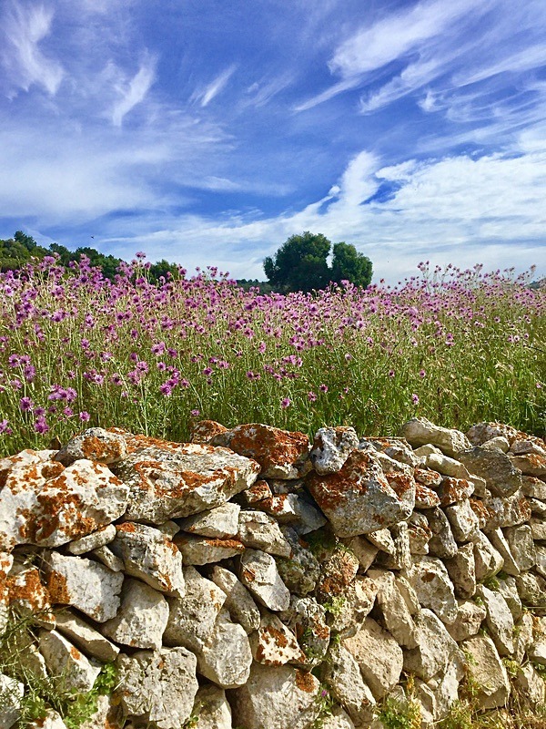 Spring ~ Menorca (29) - Numbers of last photo cards remaining.