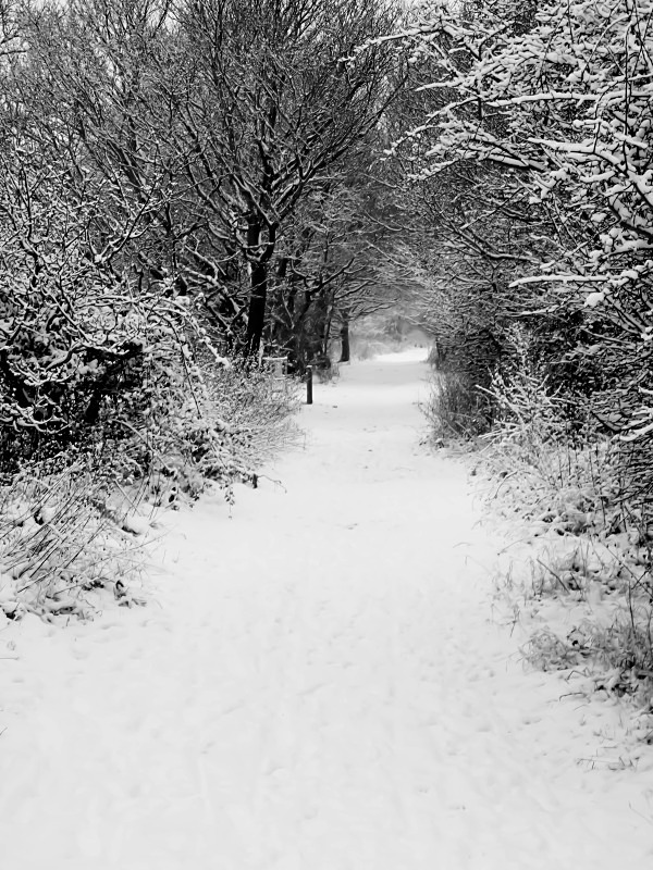 Soft Snow Portrait - Winter