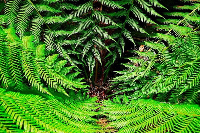Bowing Ferns (7) - Numbers of last photo cards remaining.