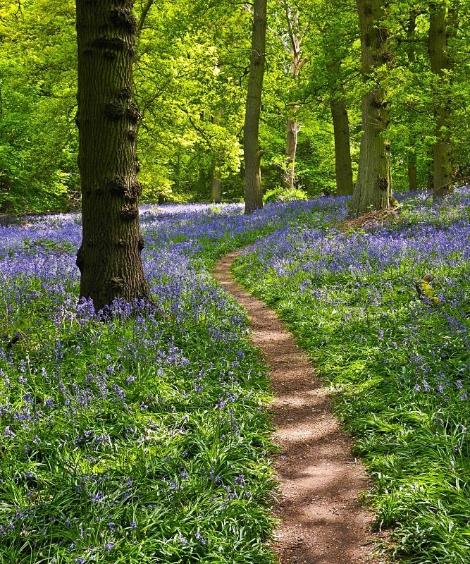 Bluebell Path - Flora