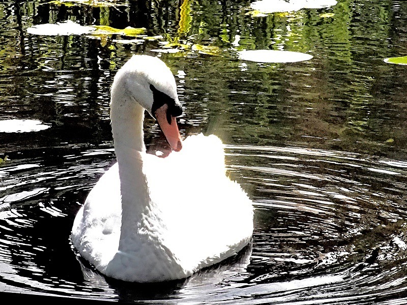 Cob Swan (12) - Numbers of last photo cards remaining.