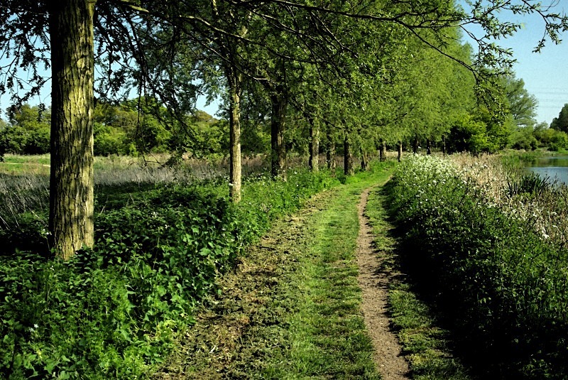 Cricket bat Willows ~ Elms Farm Park, Maldon - Maldon and Local Environment
