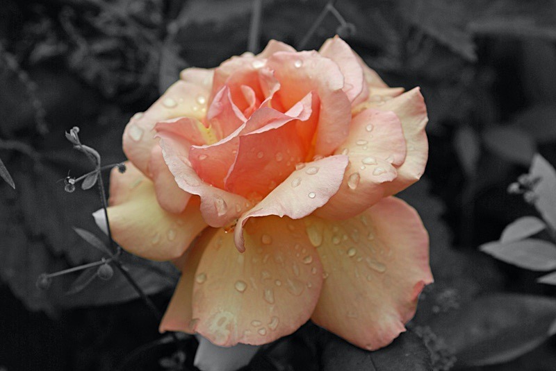 Rose in the Rain (1) - Numbers of last photo cards remaining.