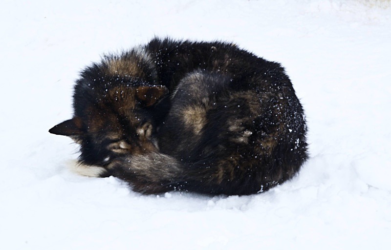 Husky  in the Snow (4) - Numbers of last photo cards remaining.