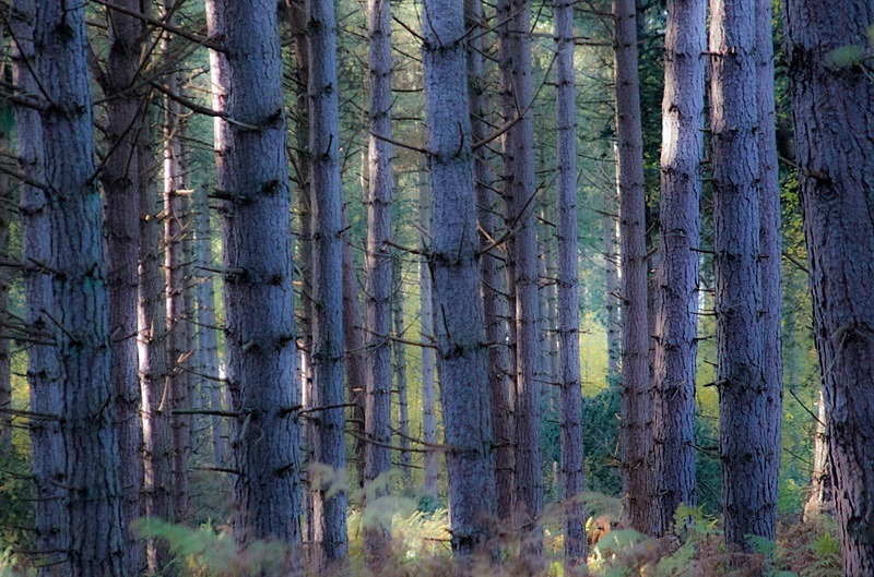 Blue Trees (10) - Numbers of last photo cards remaining.