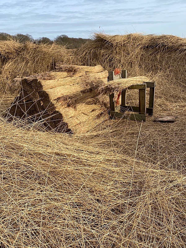 Reed Harvest ~Suffolk 2 - New additions for 2023