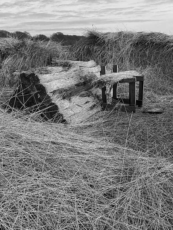 Reed Harvest ~ Suffolk 3 - New additions for 2023