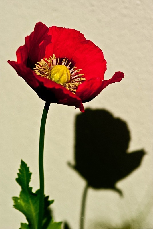 Springfield poppy with shadow - Flora
